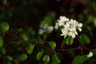 Güzel botanik fotoğrafı, doğal duvar kağıdı.