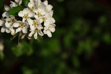 İlkbaharda elma ağacının beyaz çiçekleri