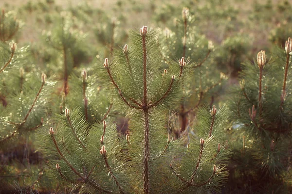 森の松の木の枝 — ストック写真