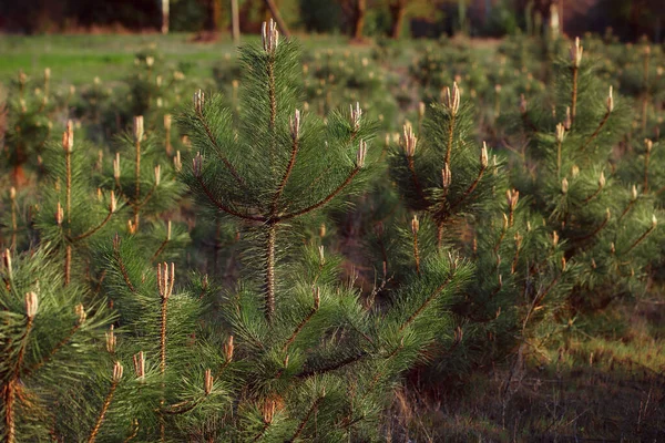 Agujas Pino Verde Bosque — Foto de Stock