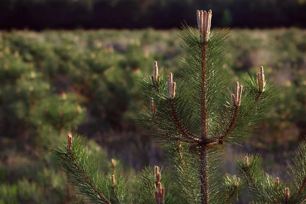 Branche Pin Avec Des Aiguilles Vertes Sur Fond Forêt — Photo