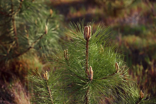 Pine Cone Branch Tree — Stock Photo, Image