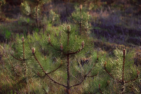 Pine Forest Beautiful Background — ストック写真