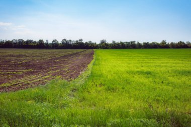 Mavi gökyüzü ile yeşil alan