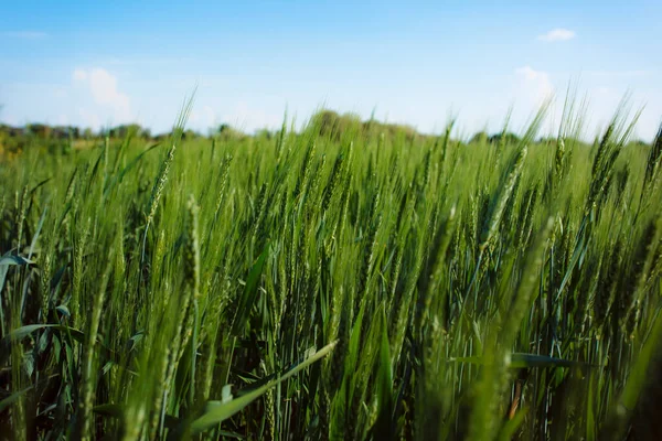 Yazın yeşil buğday tarlası