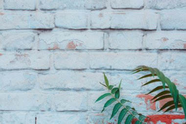 Yeşil Beyaz tuğla duvara yaprakları