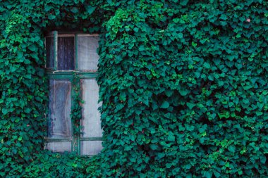 Duvarda yeşil sarmaşık yaprakları