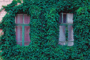 Duvarda yeşil sarmaşık yaprakları