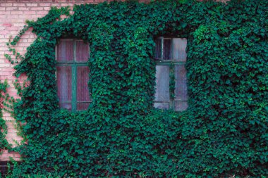 Duvarda yeşil sarmaşık yaprakları