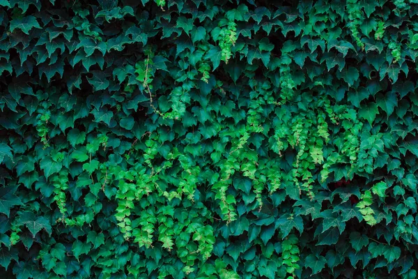 Hojas Verdes Fondo Textura Natural Abstracta —  Fotos de Stock