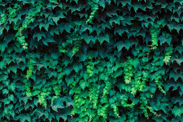 Folhas Verdes Fundo Textura Abstrata — Fotografia de Stock
