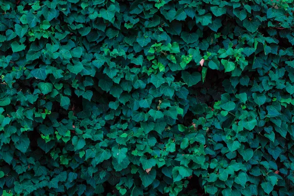 Feuilles Vertes Fond Texture Naturelle Abstraite — Photo