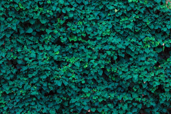 Зеленые Листья Фона Абстрактная Текстура — стоковое фото