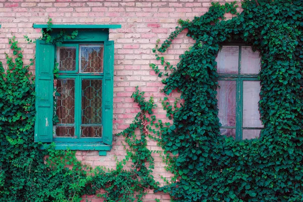 Grüner Efeu Fenster — Stockfoto