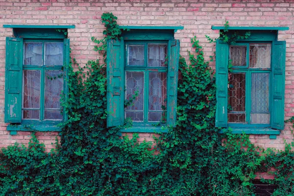 Stare Okno Zielonym Bluszczem Drewnianymi Okiennicami — Zdjęcie stockowe
