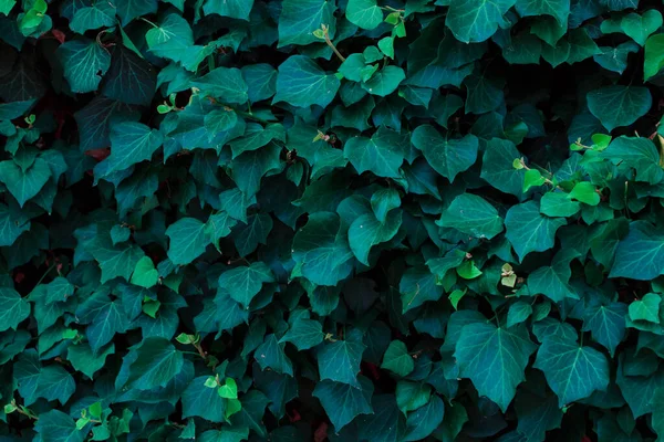 Green Leaves Wall — Stock Photo, Image