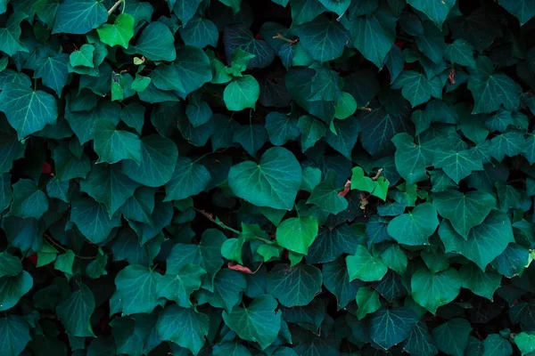 Folhas Verdes Contexto Arbusto — Fotografia de Stock