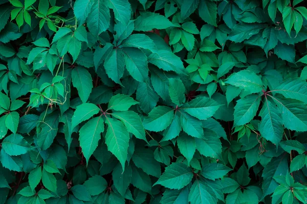 Grüne Blätter Muster Natürlicher Hintergrund — Stockfoto