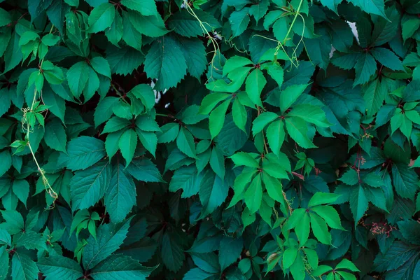 Grüne Blätter Baum — Stockfoto