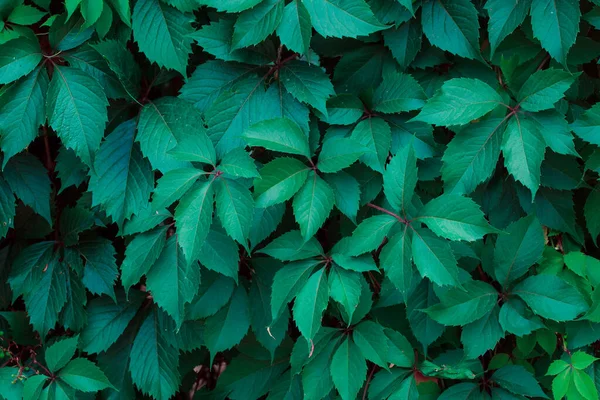 Grüne Blätter Muster Natürlicher Hintergrund — Stockfoto