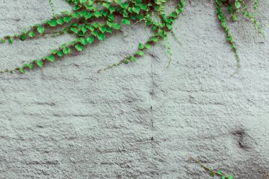 Beyaz arkaplanda yeşil sarmaşık yaprakları