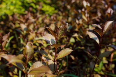 Ormanda yeşil yapraklar