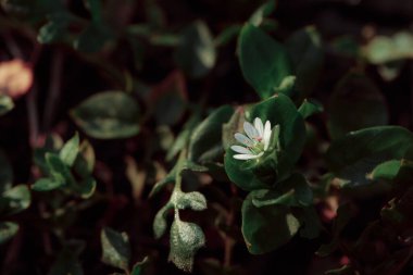 Güzel botanik fotoğrafı, doğal duvar kağıdı.