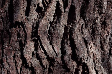 Ağaç kabuğu. soyut arkaplan, doku.