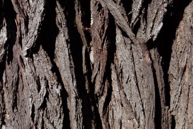 ağaç kabuğu dokusu arkaplanı