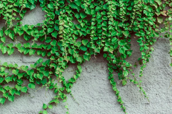 Grüne Efeublätter Einer Weißen Wand — Stockfoto