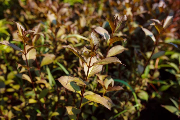 Feuilles Vertes Dans Jardin — Photo