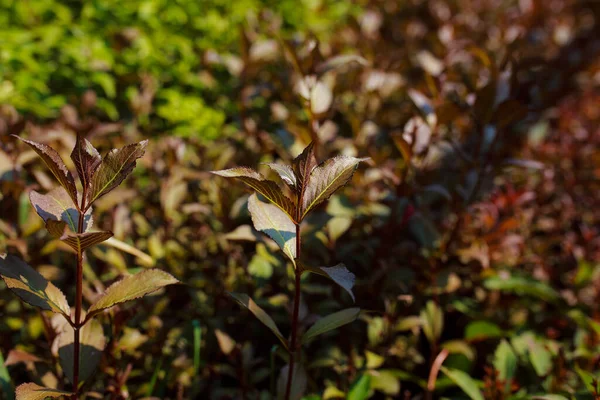 Groene Bladeren Tuin — Stockfoto