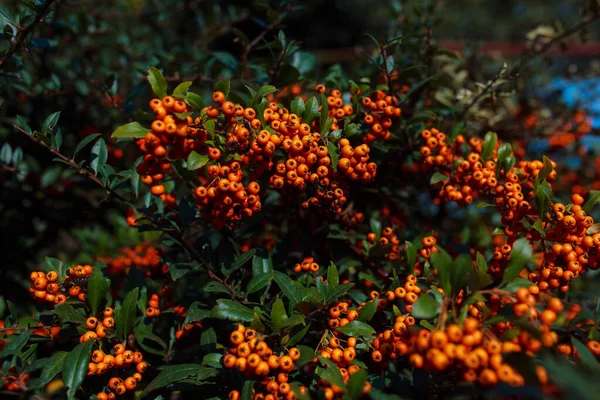 Close Rowan Berries — Stock Photo, Image