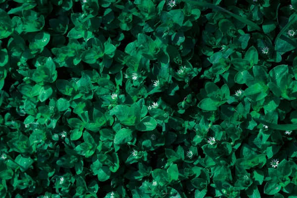 Зеленые Листья Фона Натуральная Текстура — стоковое фото