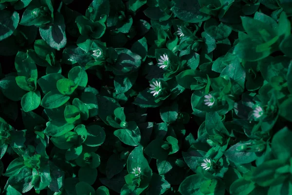 Grüne Blätter Hintergrund Natürliche Textur — Stockfoto