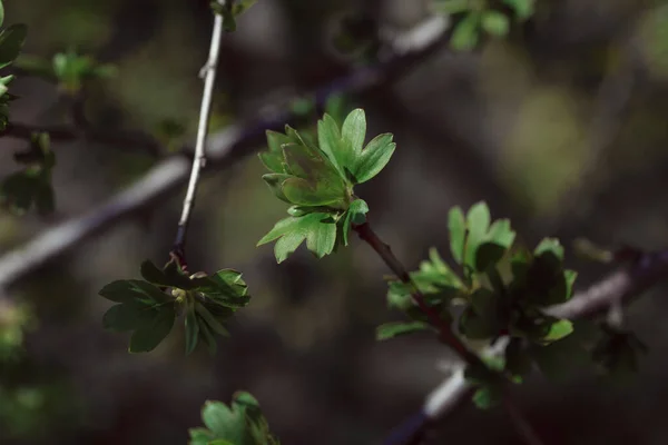 Vacker Botanisk Skott Naturliga Tapeter — Stockfoto