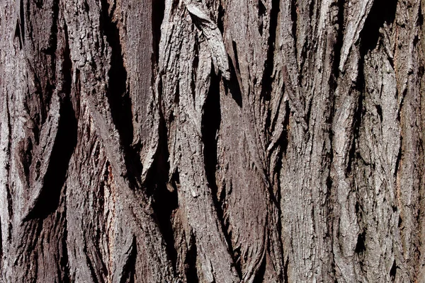 木の樹皮の質感を閉じます — ストック写真