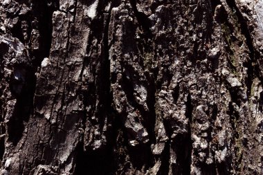 Kabuk ve yosun soyut dokusu. arkaplan.