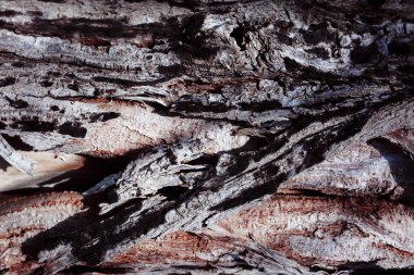 Ağaç kabuğunun dokusu