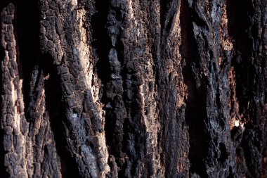 Bir ağaç kabuğunun dokusunu kapat