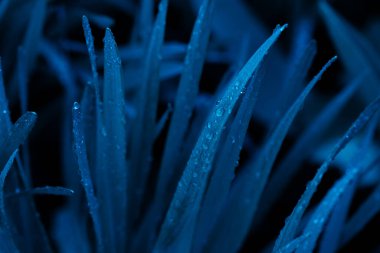 Güzel botanik fotoğrafı, doğal duvar kağıdı. 