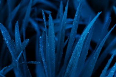 Güzel botanik fotoğrafı, doğal duvar kağıdı. 