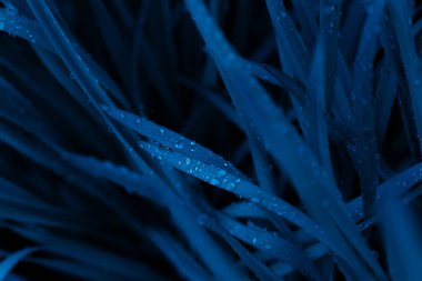 Güzel botanik fotoğrafı, doğal duvar kağıdı. 