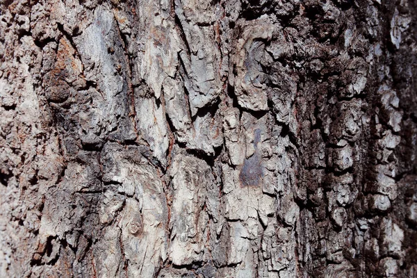 Bark Tree Cracks Scratches — Stock Photo, Image