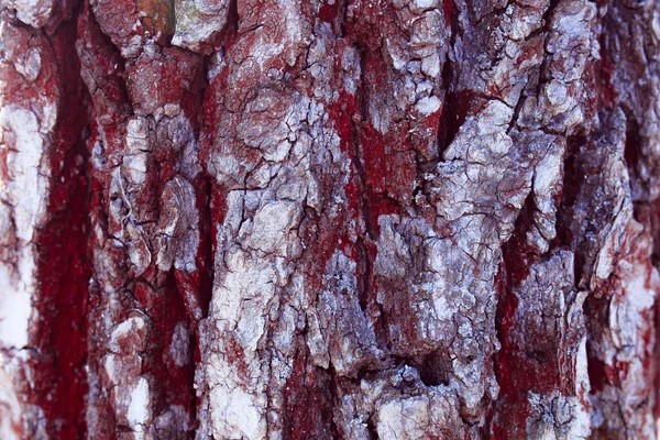 Close Tree Bark — Stock Photo, Image