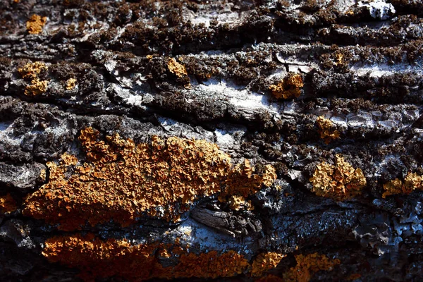 Old Rusty Metal Texture — Stock Photo, Image