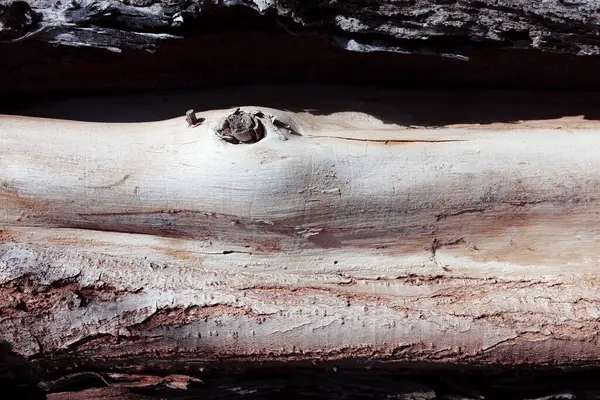 Closeup Shot Wooden Stump Large Trunk — Stock Photo, Image