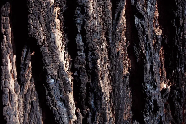 Close Tree Bark Texture — Stock Photo, Image