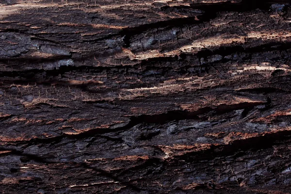 古い木の樹皮の質感の背景 — ストック写真