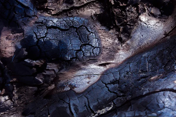 Old Tree Bark Texture Background — Stock Photo, Image
